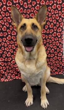 German Shepherd Dog Dogs Available for Adoption - Laila | PetCurious