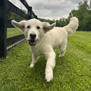 Golden Retriever Dogs Available for Adoption - Jet | PetCurious