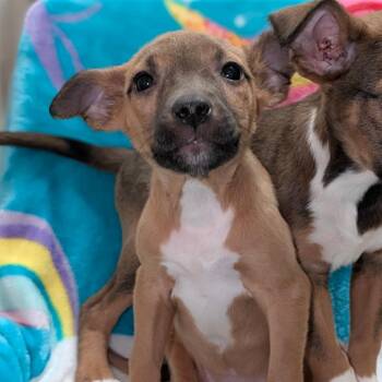 Terrier Dogs Available for Adoption - Quinn-City If Industry | PetCurious