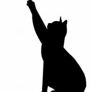 Pit Bull Terrier Dogs Available for Adoption in Lake Jackson, Texas - Lector | PetCurious