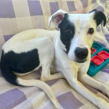 Rescue Feist Dogs for Adoption in Fairfax Station, Virginia - Maisy (fka Goldie) | PetCurious