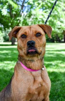 Gael -  Retriever and German Shepherd Dog Dog for Adoption in Yakima, Washington - Gael | PetCurious