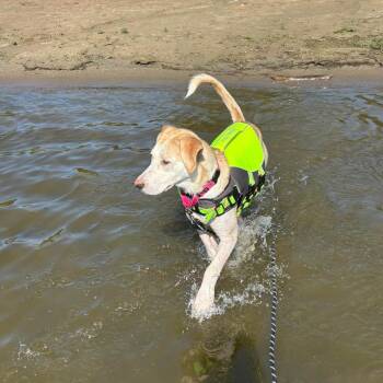 Vayda -  Hound and Mixed Breed Dog for Adoption in Boone, Iowa - Vayda | PetCurious