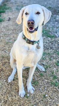 Labrador Retriever Dogs Available for Adoption - Howie | PetCurious