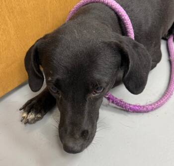 Rescue Terrier Dogs for Adoption in Hartsville, South Carolina - Denali | PetCurious