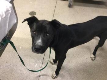 EKKO DUP -  Pit Bull Terrier Dog for Adoption in Riverside, California - EKKO DUP | PetCurious