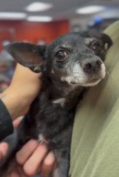 Laverne -  Chihuahua Dog for Adoption in Ventura, California - Laverne | PetCurious