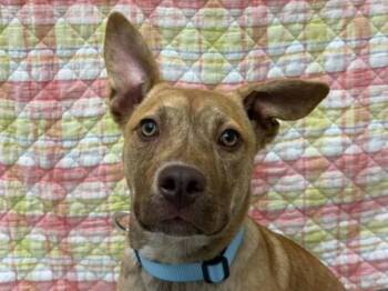 Australian Cattle Dog Blue Heeler Dogs Available for Adoption in Portland, Oregon - Naraya | PetCurious
