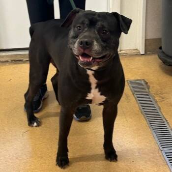 Rescue Mixed Breed Dogs for Adoption in Naperville, Illinois - Blaine | PetCurious