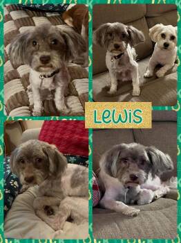 Rescue Havanese Dogs for Adoption - Lewis | PetCurious