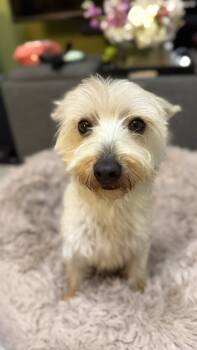 Yorkshire Terrier Dogs Available for Adoption - Gracie  | PetCurious