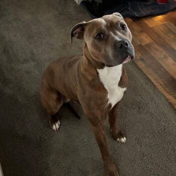 Opie -  Pit Bull Terrier and Cane Corso Dog for Adoption in Newark, New Jersey - Opie | PetCurious