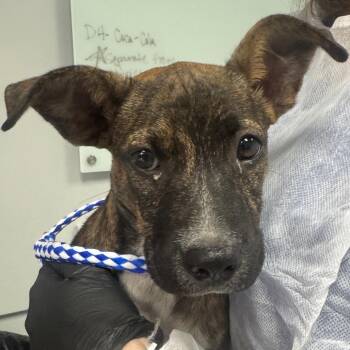 Kirby -  Mixed Breed Dog for Adoption in Greenville, South Carolina - Kirby | PetCurious