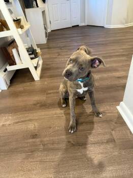 Pit Bull Terrier Dogs Available for Adoption - Gilbert (FOSTERED LOCALLY) | PetCurious