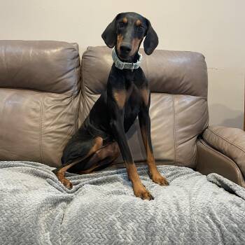 Tess -  Doberman Pinscher Dog for Adoption in Lisbon, Ohio - Tess | PetCurious