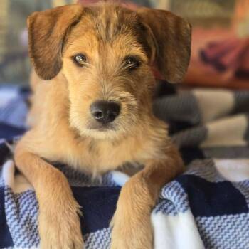 Wally -  Border Terrier and Beagle Dog for Adoption in Tylertown, Mississippi - Wally | PetCurious