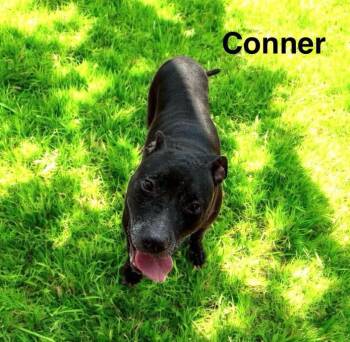 Rescue American Bully Dogs for Adoption in Eloise, Florida - Connor | PetCurious