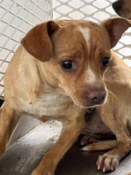 Gingerbread - URGENT -  Chihuahua Dog for Adoption in Thousand Oaks, California - Gingerbread - URGENT | PetCurious