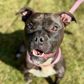 Rescue Pit Bull Terrier Dogs for Adoption in Battle Creek, Michigan - Alita | PetCurious
