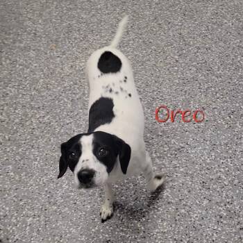Rescue Mixed Breed Dogs for Adoption in Parkersburg, West Virginia - Oreo | PetCurious