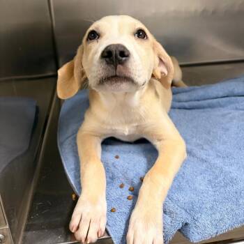Snickers -  Mixed Breed Dog for Adoption in Spokane, Washington - Snickers | PetCurious