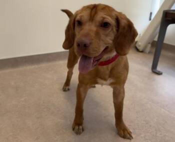 Terrier Dogs Available for Adoption - GREENLEY | PetCurious