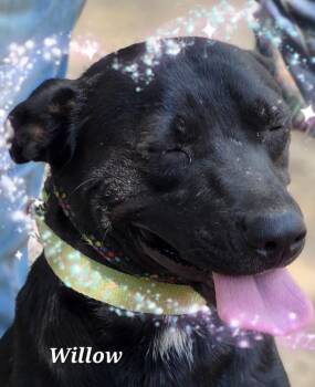 Rescue Shepherd and Border Collie Dogs for Adoption in Warren, Rhode Island - Willow | PetCurious