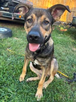 Canyon -  German Shepherd Dog Dog for Adoption in Germantown, Ohio - Canyon | PetCurious
