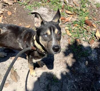 ROSCO -  Mixed Breed Dog for Adoption in Jacksonville, Florida - ROSCO | PetCurious