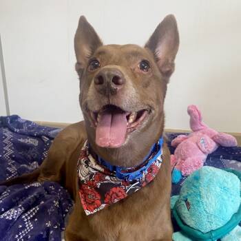 Rescue Shepherd Dogs for Adoption in Kanab, Utah - Chai | PetCurious