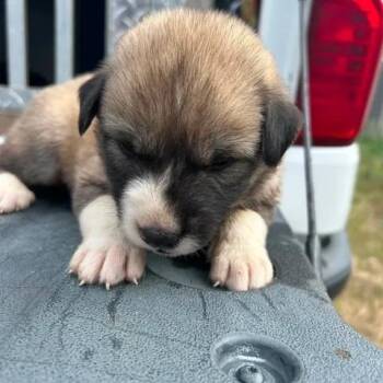 Melinda -  German Shepherd Dog and Mixed Breed Dog for Adoption in Buchanan Dam, Texas - Melinda | PetCurious
