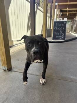 Rescue Mixed Breed Dogs for Adoption in Cincinnati, Ohio - Silvia | PetCurious