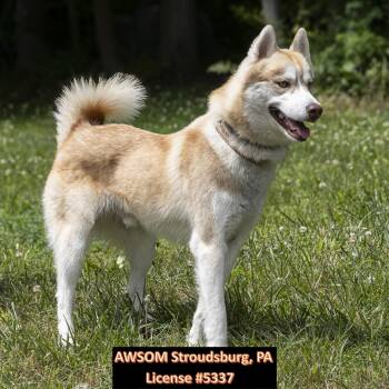 Lil Roc -  Siberian Husky Dog for Adoption in Stroudsburg, Pennsylvania - Lil Roc | PetCurious