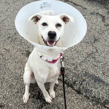 SugarPie -  Mixed Breed Dog for Adoption in Washington, Pennsylvania - SugarPie | PetCurious