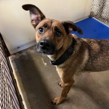 Rescue German Shepherd Dog and Mixed Breed Dogs for Adoption in Stephenville, Texas - Pocket | PetCurious
