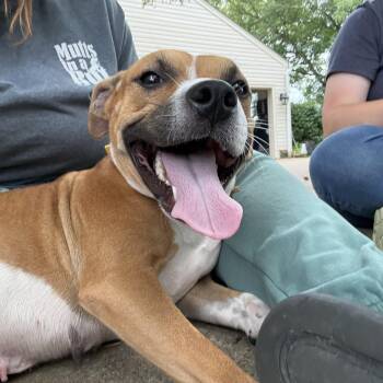 Ginger Snaps -  Pit Bull Terrier Dog for Adoption in Cleveland, Ohio - Ginger Snaps | PetCurious