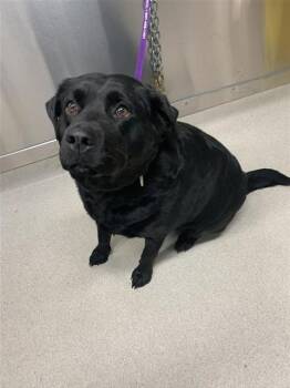 Rottweiler and Labrador Retriever Dogs Available for Adoption in Fairbanks, Alaska - MISSY | PetCurious