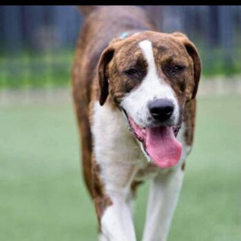 Chico -  Hound Dog for Adoption in Brentwood, Tennessee - Chico | PetCurious