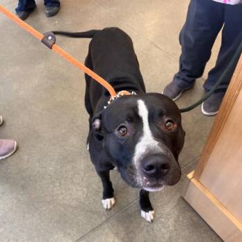 Barcode -  Pit Bull Terrier Dog for Adoption in York, Pennsylvania - Barcode | PetCurious