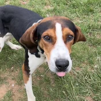 Rescue Hound Dogs for Adoption in Harrisonburg, Virginia - Frankie | PetCurious