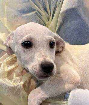 Mulan -  Chihuahua and Mixed Breed Dog for Adoption - Mulan | PetCurious
