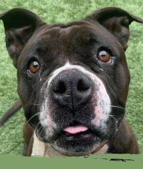 American Staffordshire Terrier and Boxer Dogs Available for Adoption - 911 URGENT! Final Call -her Time Has Run Out Trinket #A548801 (S | PetCurious