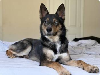 Moose -  German Shepherd Dog and Husky Dog for Adoption in Houston, Texas - Moose | PetCurious