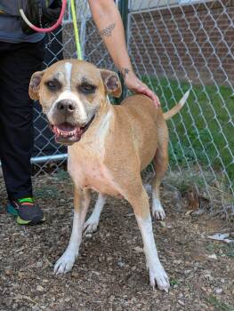 Bailey -  Mixed Breed Dog for Adoption in Huntsville, Alabama - Bailey | PetCurious