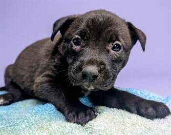 FLOR -  Mixed Breed Dog for Adoption in Jacksonville, Florida - FLOR | PetCurious