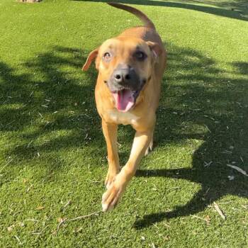 Mixed Breed Dogs Available for Adoption in Loxahatchee Groves, Florida - Shay 3987 | PetCurious