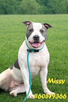 Pit Bull Terrier Dogs Available for Adoption in Wilkes-barre, Pennsylvania - Missy | PetCurious