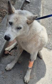 Ic -1 -  Siberian Husky Dog for Adoption in Lawrenceville, Georgia - Ic -1 | PetCurious