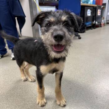 Teddy -  Schnauzer and Mixed Breed Dog for Adoption in New Orleans, Louisiana - Teddy | PetCurious