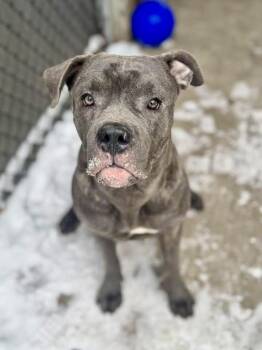 Pit Bull Terrier Dogs Available for Adoption - Hollywood | PetCurious